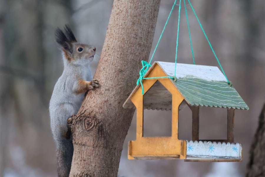 Приметы 27 февраля &mdash; Кирилл Весноуказчик: &laquo;бабьи взбрыки&raquo; и время сбитня