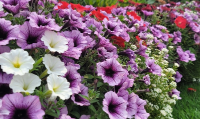 Эти петунии вырастут в идеальный шар, нужно лишь посадить &mdash; бюджетные сорта