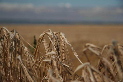 Финансирование аграрной науки увеличивают в Казахстане