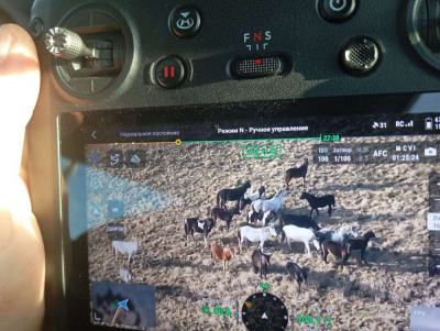 Дроны вывели к&nbsp;табуну