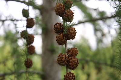 МВД: В Костанайской области незаконно вырубали лес