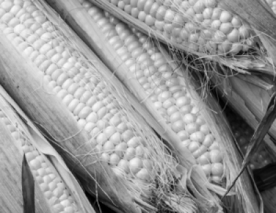 Путин заявил о доказанной эффективности беспилотного транспорта