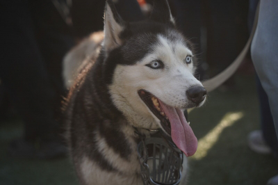С собаками нельзя!