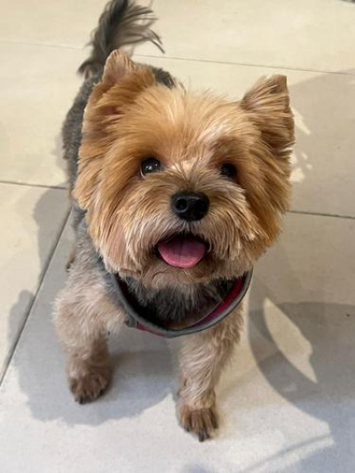 Кинолог рассказал, почему собаки в мороз могут инсценировать дрожь