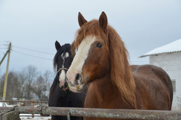 В Якутии из-за обильных снегопадов массово гибнут лошади: объявлена ЧС
