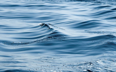 WLOX News: Школьники случайно спасли своего турагента из воды на Гавайях