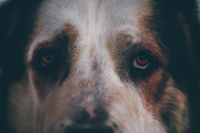 Кинолог Уражевский подверг критике предложение ввести налог на выгул собак