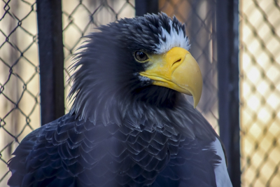 Цифровизация и разграничение полномочий: Минприроды предложило новые правила добычи краснокнижных животных