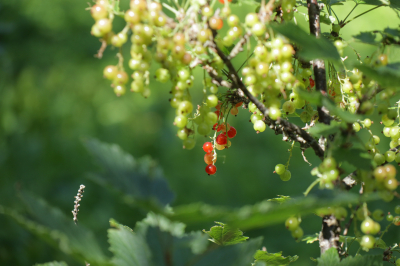 В Рослесхозе подписан приказ о запрете американского клена и борщевика