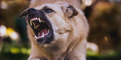 В Бишкеке собаки напали на 6-летнего ребёнка
