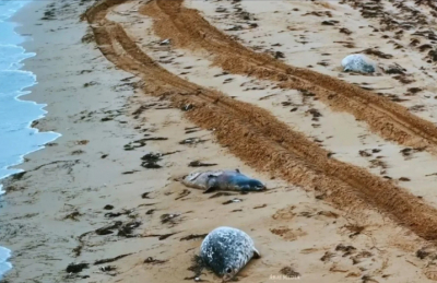 За пять дней на побережье Каспия найдено 183 туши тюленей